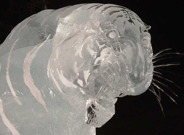 Brice and Brown ice tiger sculpture_"A Rabbit’s View” at night, detail view of face and whiskers.