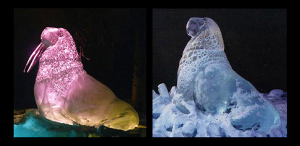 Walrus sculpture, two photos compared, show the effects of heat and snow on the sculpture. Walrus tusks melted off. Photo by Barbara Logan.