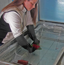 Jeanne Marie Zuleta demonstates how a red rose might be embedded in a clear block of ice.