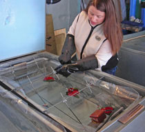 Jeanne Marie Zuleta workng at a Clinbell tank to embed a rose in a block of ice.